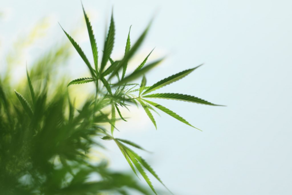 Canapa, una pianta dalle mille risorse - Hempcare